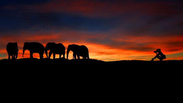 Free photographer at sunset wild elephants silhouette 4k wallpaper download