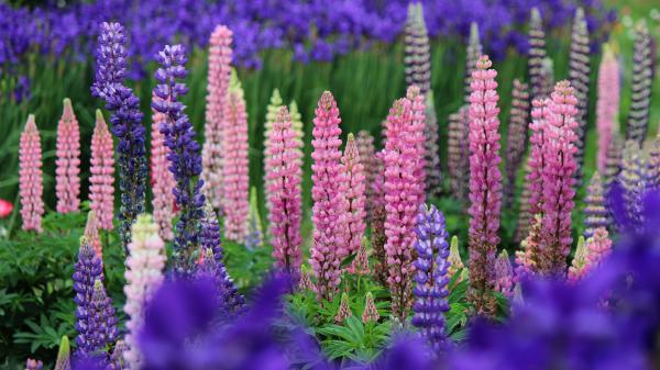 Free pink and lavender lupine summer flowers 4k hd flowers wallpaper download