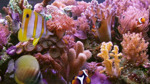 Free pink and yellow fishes and coral under sea hd animals wallpaper download