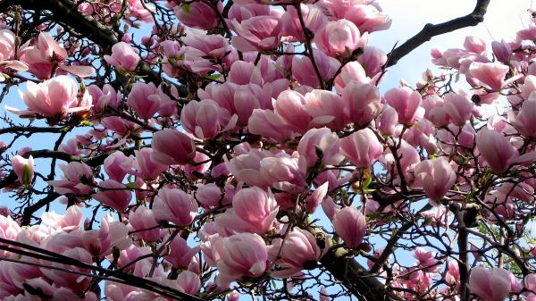 Free pink blossom branch earth magnolia tree hd magnolia wallpaper download