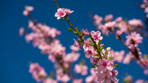 Free pink blossom flowers in a blue blur background hd flowers wallpaper download