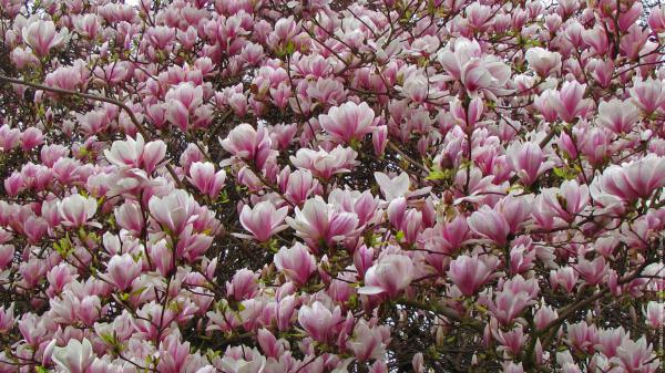 Free pink blossom magnolia flowers during spring season hd magnolia wallpaper download