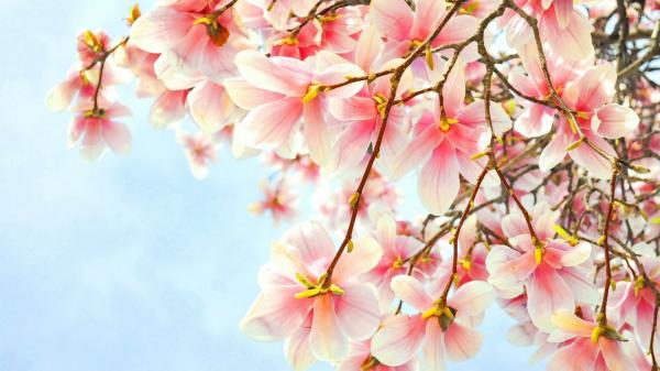 Free pink blossom magnolia flowers hd magnolia wallpaper download