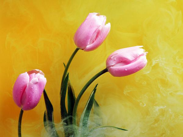 Free pink buds  yellow smoke wallpaper download