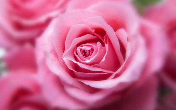 Free pink color rose wallpaper download