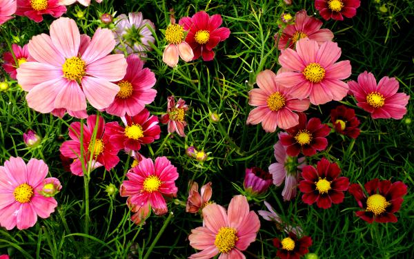 Free pink cosmos flowers wallpaper download