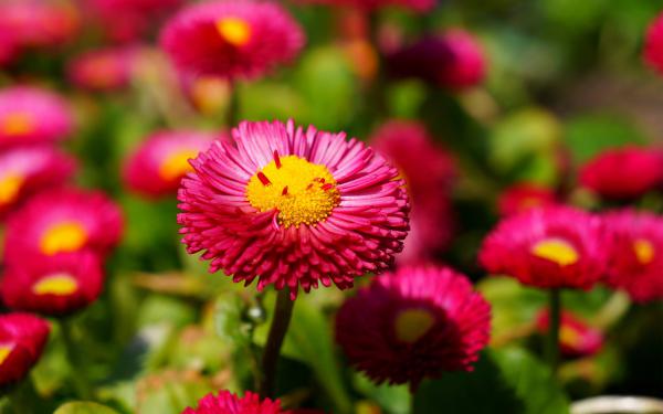 Free pink daisies wallpaper download