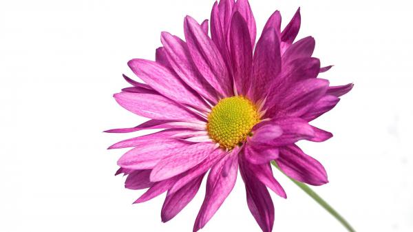 Free pink daisy 1080p wallpaper download