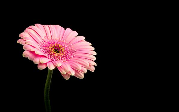 Free pink daisy flower 4k wallpaper download