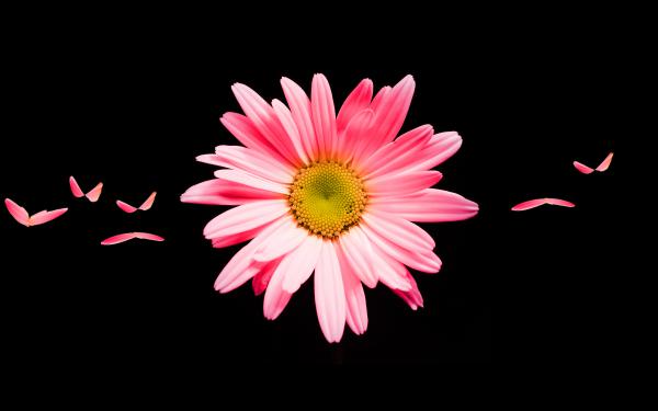 Free pink daisy hd wallpaper download