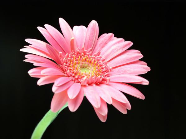 Free pink daisy wallpaper download