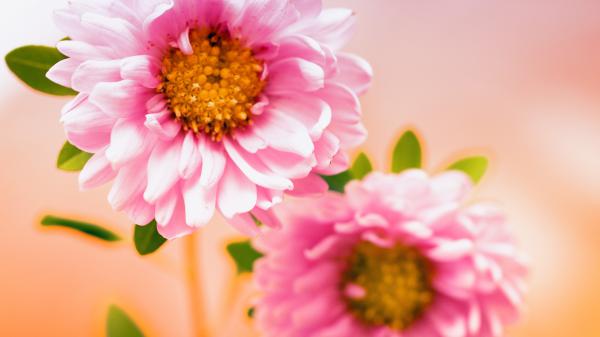 Free pink floral wallpaper download