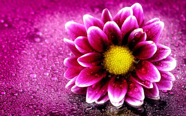 Free pink flower 4k wallpaper download