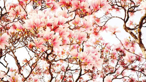 Free pink flower blossom tree branch magnolia hd magnolia wallpaper download