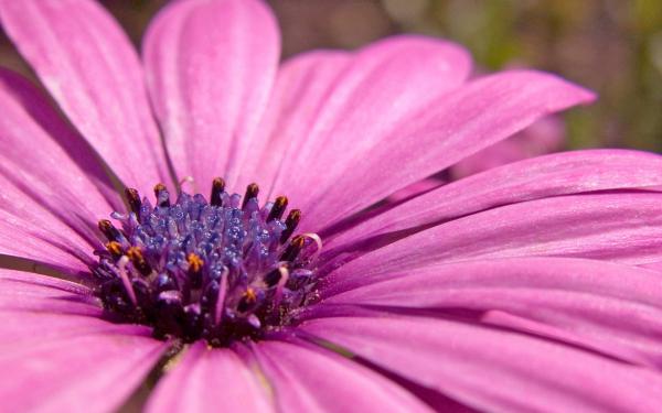 Free pink flower hd wide wallpaper download