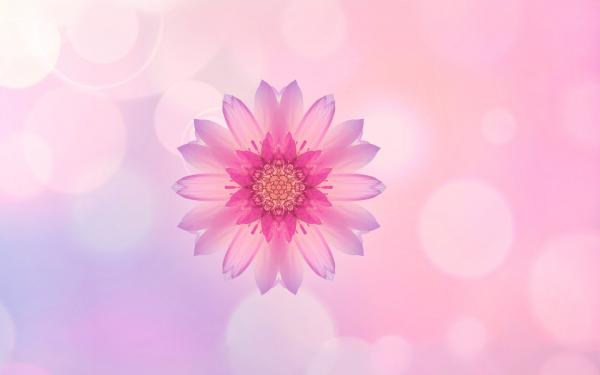 Free pink flower huawei honor 10 stock wallpaper download