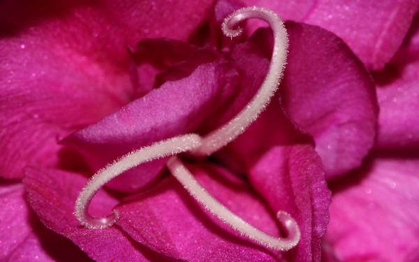 Free pink flower macro wallpaper download