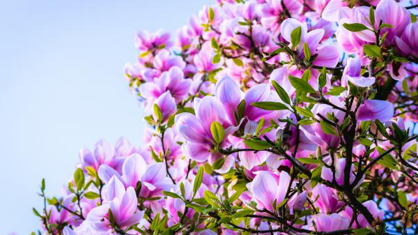 Free pink flower magnolia with green leaves in tree branch hd magnolia wallpaper download