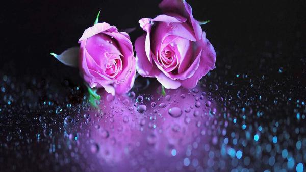 Free pink flower water drops hd abstract wallpaper download