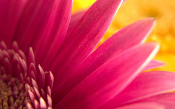 Free pink flower widescreen wallpaper download