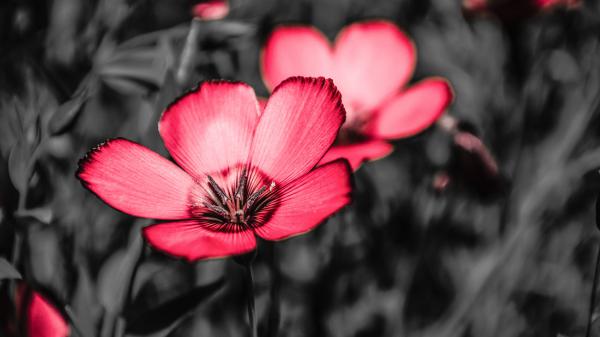 Free pink flowers 4k wallpaper download