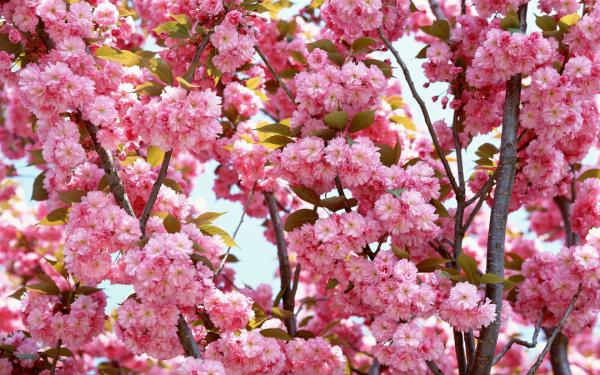 Free pink flowers bloom wallpaper download