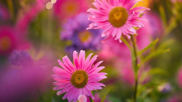 Free pink flowers in blur background 4k hd flowers wallpaper download