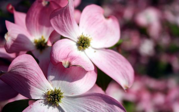 Free pink flowers wallpaper download