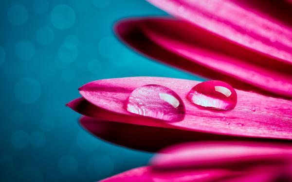 Free pink gerbera droplets 4k wallpaper download