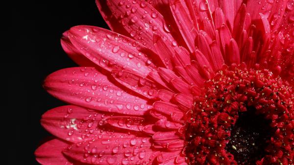 Free pink gerbera flower 4k wallpaper download