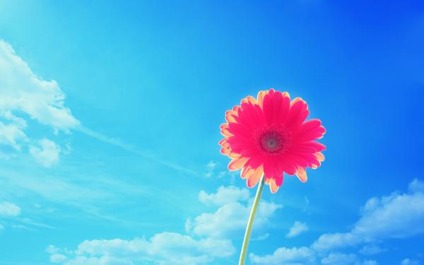 Free pink gerbera flower wallpaper download