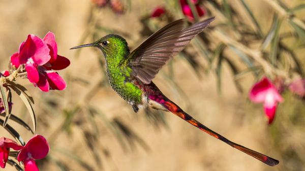 Free pink green humming bird flying near flower hd animals wallpaper download