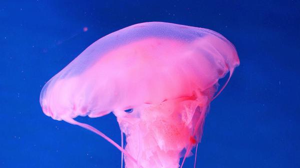 Free pink jellyfish underwater 4k hd animals wallpaper download