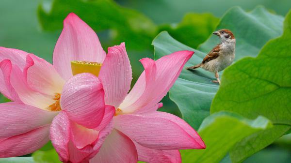 Free pink lotus with leaves 4k 5k hd flowers wallpaper download