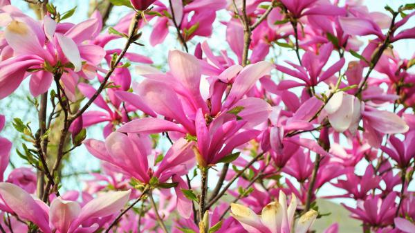 Free pink magnolia blossom branch earth flower hd magnolia wallpaper download