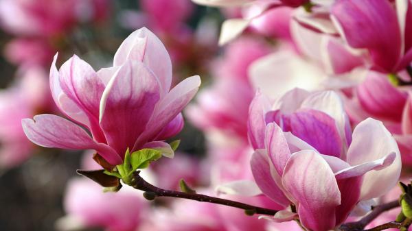 Free pink magnolia blossom flowers with green leaves hd magnolia wallpaper download