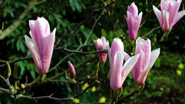 Free pink magnolia flowers in tree branch in green trees background hd magnolia wallpaper download