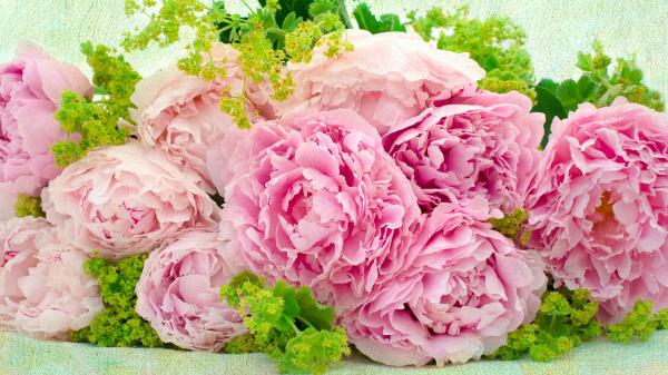 Free pink peonies wallpaper download