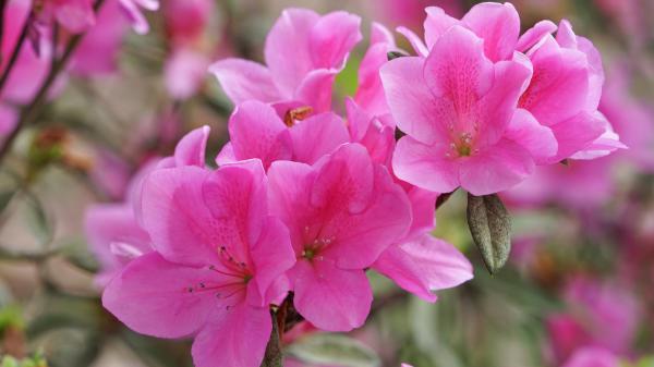 Free pink petal azalea flower hd flowers wallpaper download