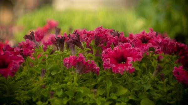 Free pink petunia flowers in blur green background 4k hd flowers wallpaper download