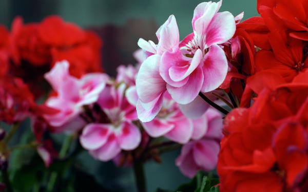 Free pink red flowers wallpaper download