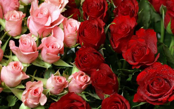 Free pink  red roses bouquet wallpaper download