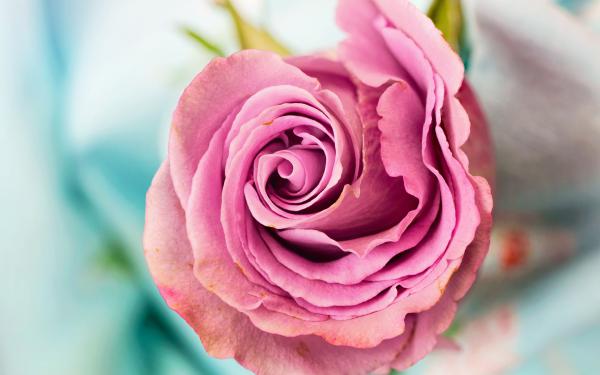 Free pink rose 4k 2 wallpaper download