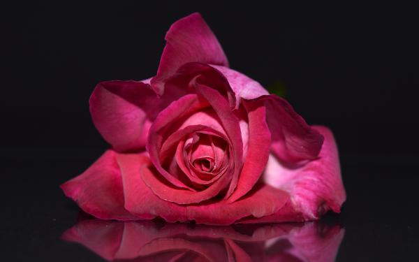 Free pink rose 4k 5k wallpaper download