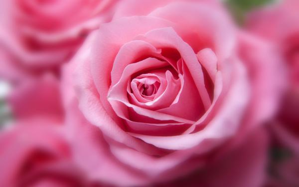 Free pink rose 4k wallpaper download