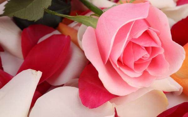 Free pink rose beautiful wallpaper download