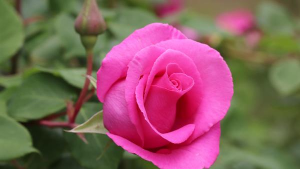 Free pink rose flower with bud in green blur background 4k 5k hd flowers wallpaper download