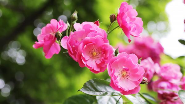 Free pink rose flowers with leaves on branch 4k 5k hd flowers wallpaper download