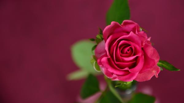 Free pink rose new wallpaper download