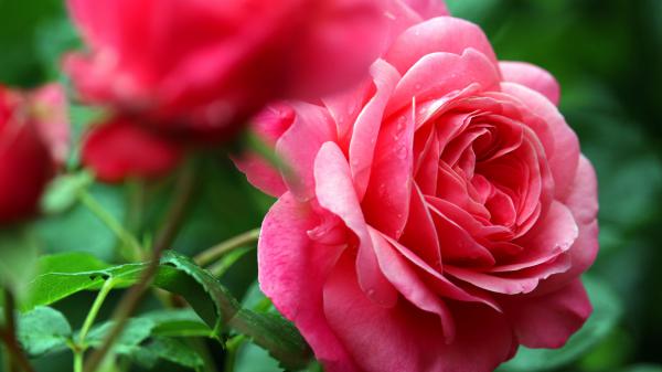 Free pink rose with water drops in green blur background 4k 5k hd flowers wallpaper download